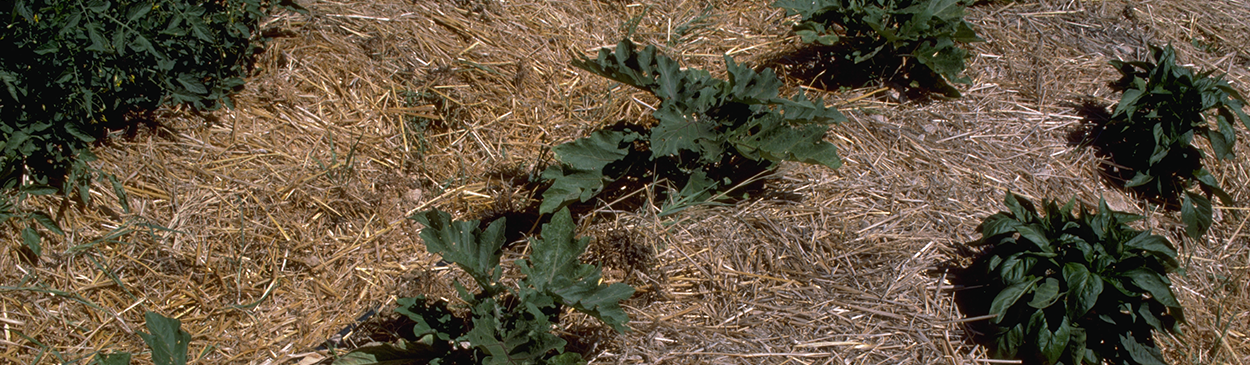 Straw mulch.