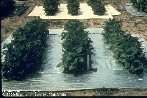 Reflective mulch underneath pepper plants to repel aphids and whiteflies.