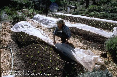 Floating row cover to protect young lettuce.