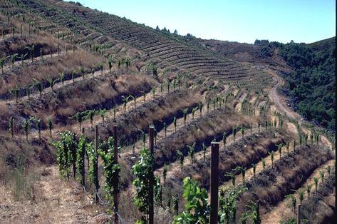 Landscape photo of grapes.