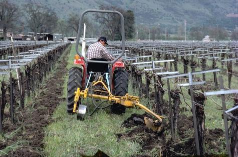 Cultivation of grapes.