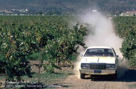 Sanitation in grape.