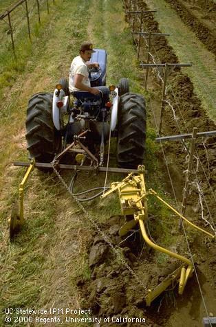 Weed control in grape.