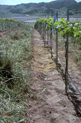 Weed control in grapes.