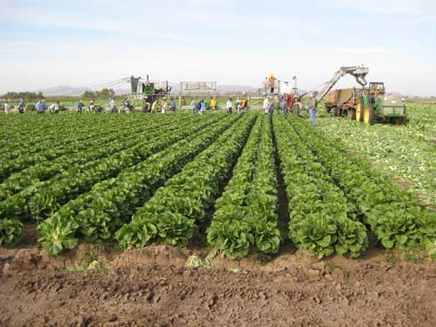 Lettuce harvest.