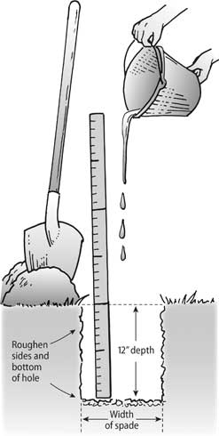 Many urban soils have poor permeability and infiltration of water (slow drainage). Wet soil that drains slowly can damage roots and make plants susceptible to root decay pathogens. One method to assess infiltration rate of topsoil is to conduct a percolation test. Dig a 12-inch-deep hole the width of a spade. Roughen the bottom and sides to eliminate any glazed, packed soil. Fill the hole to the top with water at least once and soak the surrounding surface so that soil around the hole becomes saturated with water. Wait 24 hours, refill the hole with water, and observe how long it takes for all the water to drain. If any water remains after 24 hours, drainage probably is too slow. An optimal rate of soil drainage for many landscapes is about 1 to 2 inches per hour (roughly 6 to 12 hours are required to drain a 12-inch hole).