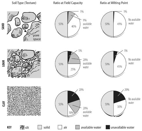 The amount of air and water available to plant roots depends on soil texture (particle sizes) and structure (particle arrangement). Sandy soils have large pore spaces that contain large amounts of air; large spaces allow water to drain quickly, so the soil dries relatively fast. Clay soils have many small pore spaces that retain water, but much of this water is too tightly held to be available to roots. Small pore spaces drain poorly (slowly) and often provide insufficient space for oxygen needed by roots. Silt particles are intermediate in size between clay and sand. Loam soils have roughly equal proportions of sand, silt, and clay. Loam soils that are not compacted generally provide the best balance between water-holding ability and aeration.