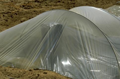 Nursery planting media under double-layer plastic for solarization.