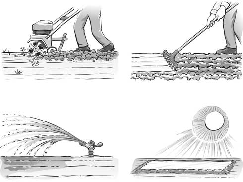 Four steps to solarize your soil: cultivate and remove plant matter; level and smooth the soil; irrigate; and lay a clear tarp on the soil surface for 4 to 8 weeks.