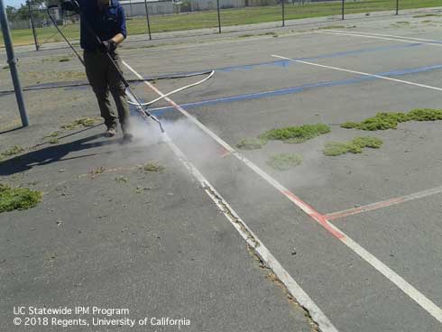 Pressurized steam being used to kill weeds growing in cracks in a school playground.