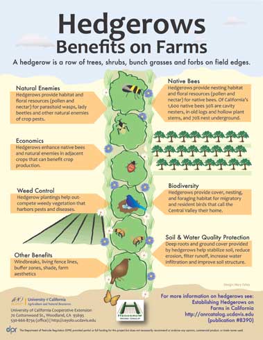 Hedgerows can be beneficial for farm aesthetics, bees, biodiversity, buffer zones, crop production, living fences, natural enemies, shade, soil and water quality, wildlife, windbreaks, and weed control. Download the PDF. http://www.ipm.ucdavis.edu//PDF/MISC/Hedgerows_Benefits_on_Farms.pdf.