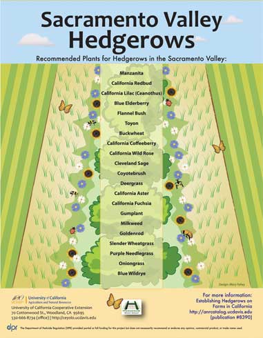 Hedgerows, a decorated list of California native perennial plant species recommended for hedgerows on California farms. Download the PDF. http://www.ipm.ucdavis.edu//PDF/MISC/Hedgerow_Sacramento_Valley.pdf.