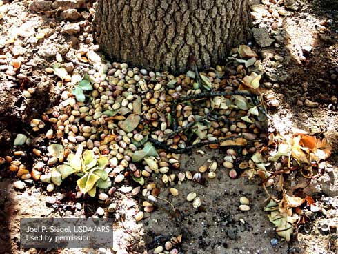 Removing or destroying pistachio nuts on the ground helps reduce navel orangeworm overwintering sites and pathogen sources.