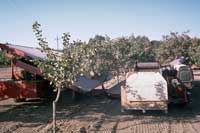 Shake-catch system used for pistachio harvest.