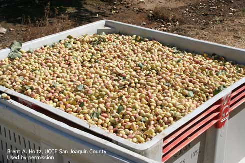 Harvested pistachios.