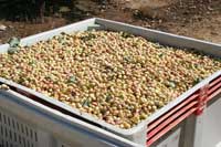 Harvested pistachios.