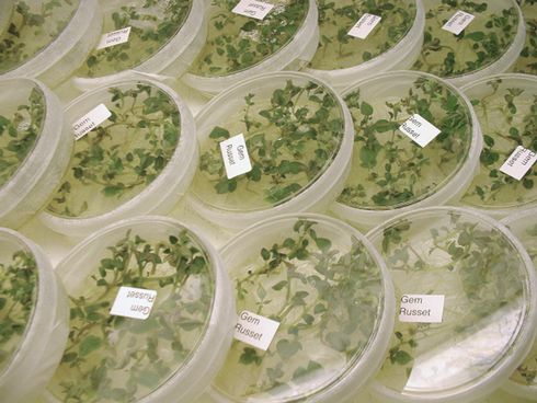 In the first stage of certified seed potato production, tissue culture techniques are used to produce disease-free potato plantlets and microtubers.