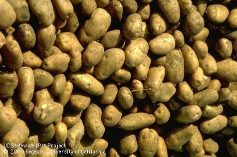 Harvest of spud potatoes.