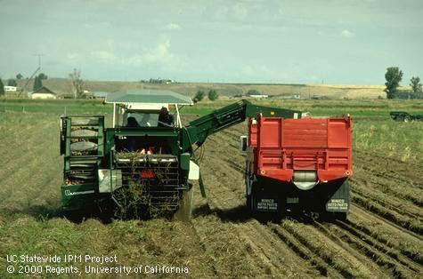 Harvesting machine loading potatoes onto truck.