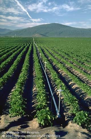 Solid set sprinklers in a potato field.