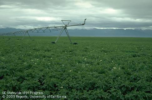 Center pivot sprinkler in potatoes.