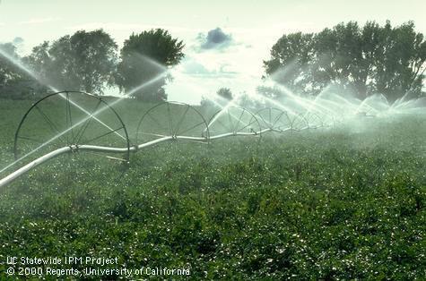 Irrigation showing center pivot sprinklers.