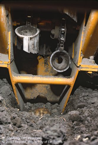 The cups on a cup type potato planter.