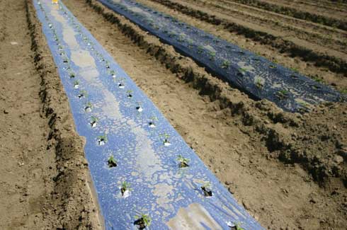 Reflective mulch with seedling peppers.