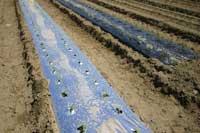 Reflective mulch with seedling peppers.