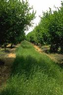 Peach grove in fruit development