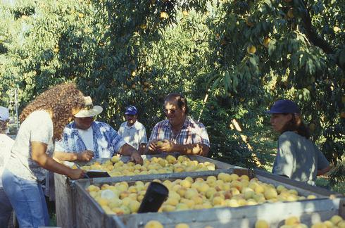 Sampling fruit from bins at harvest.