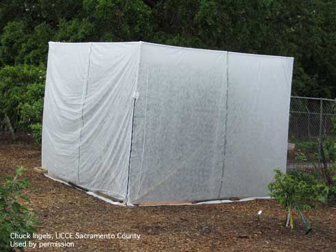 Row cover fitted over PVC structure, used to protect a 10-foot-tall cherry tree.