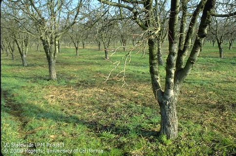 Orchard and dormant branch to be sampled for aphid eggs.