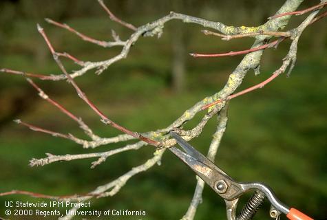 Dormant shoot to be sampled for aphid eggs.