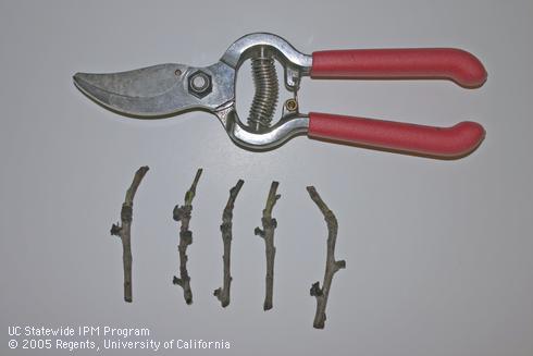 Clip off 3-inch shoot sections that contain both 1- and 2-year-old wood for the dormant shoot sample.