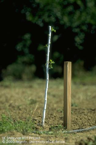 Sunburn protection of prune tree.