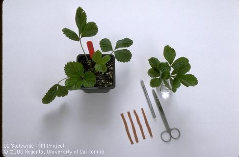 Supplies needed when grafting strawberries for virus detection.