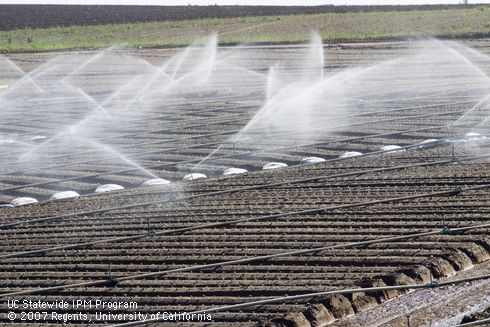 Solid set sprinklers irrigating recently planted, unmulched, 2-row strawberry beds.