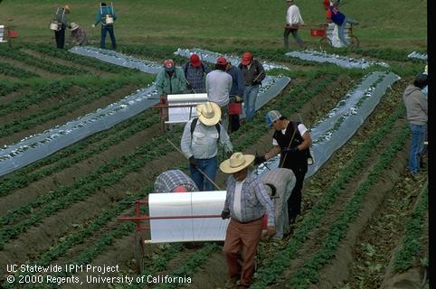 Applying white plastic mulch tp 2-row, summer-planted Pajaro strawberries.