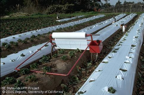 Applying white plastic mulch tp 2-row, summer-planted Pajaro strawberries.