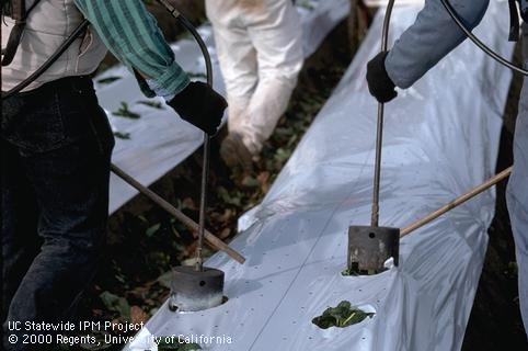 Sticks and burner cutting hole in polyethylene mulch.