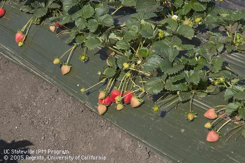 Opaque, green plastic mulch on a 2-row strawberry bed.  