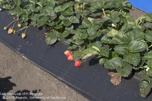 Opaque, black plastic mulch on a 2-row strawberry bed.  