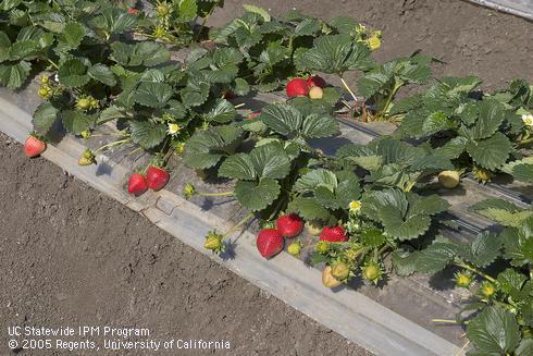 Clear plastic mulch on a 2-row strawberry bed.  