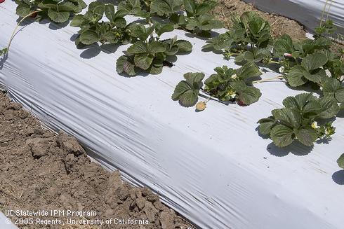 Opaque mulch with white upper surface and black lower surface covering a 2- row strawberry bed. 