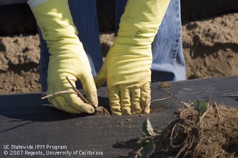 Planting bare-root strawberry transplants through slits in black plastic mulch.