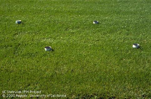 Cans scattered on turfgrass to measure sprinkler irrigation uniformity.