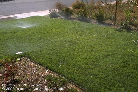 Irrigating a lawn with pop-up sprinklers.  