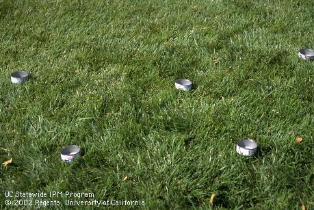 Tuna cans evenly spaced on a lawn to test sprinkler output.