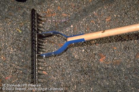 Thatching rake.  